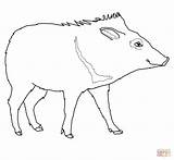Peccary Collared Chancho sketch template