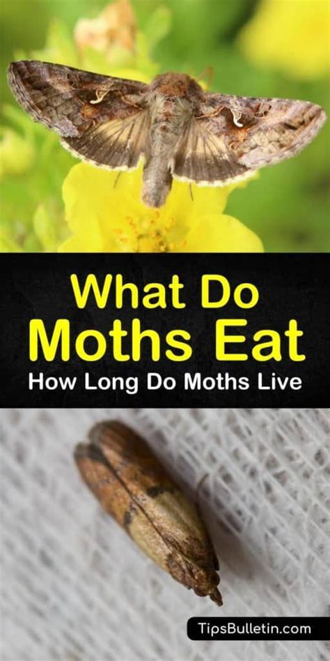 what do moths eat how long do moths live moth