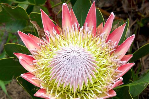 king protea national flower  south africa  flower site