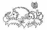 Igel Hedgehog Ausmalbild Egel Hedgehogs Kleurplaten Colorat Arici Dieren Herissons Papillon Pomme Erizo Ausmalen Igelfamilie Perro Ricci Aullando Animierte Malvorlage sketch template