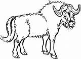 Yaks Bison Coloriages sketch template