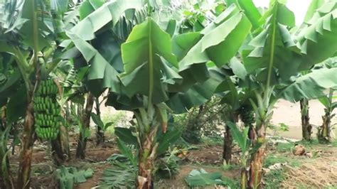 Banana Farming As Away To Mitigate Floods Youtube