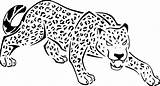 Gepard Felin Panthera Ausmalbild Cheetah Raskrasil Ausmalen sketch template