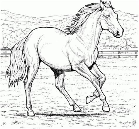 printable horses coloring pages everfreecoloringcom