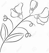Pea Sweet Flower Drawing Draw Drawings Flowers Line Easy Bouquet Thêu iển Ren Cổ Getdrawings Vector Visit Illustration Choose Board sketch template