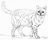 Coloring Pages Realistic Animal Printable Print Animals Cats Getcolorings Cat Kittens Colouring Getdrawings sketch template