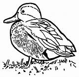 Eend Eenden Eendjes Kleurplaat Kleurplaten Canard Enten Colorat Pato Ausmalbilder Planse Coloriage Pasari Dibujar Anatre 1473 Ente Coloriages Mewarnai Bebek sketch template