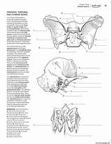 Anatomy Coloring Bones Ethmoid Human Sphenoid Pages Temporal Printable Book sketch template