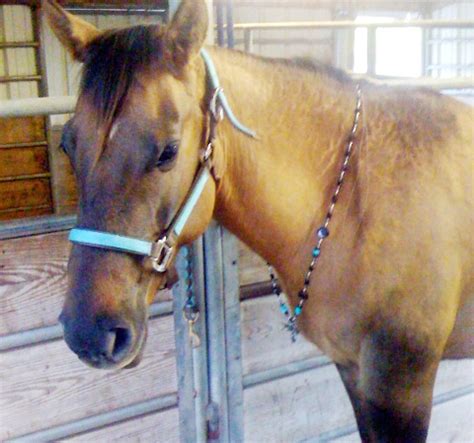 string horse necklace petdiyscom