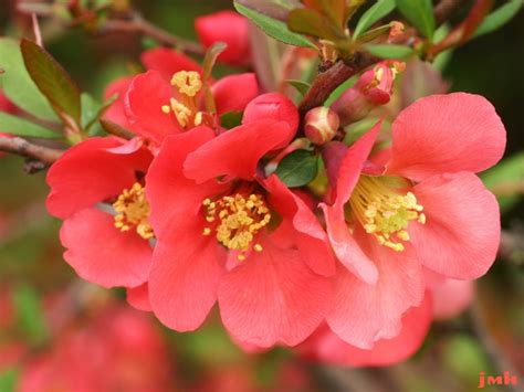 common flowering quince  morton arboretum