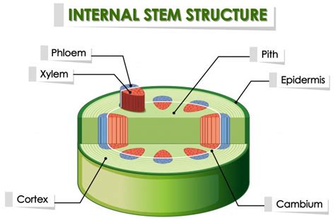 vector diagram showing internal stem structure