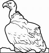 Vulture Coloring Pages Printable Buzzard Vultures Turkey Getcolorings Getdrawings Coloringbay sketch template