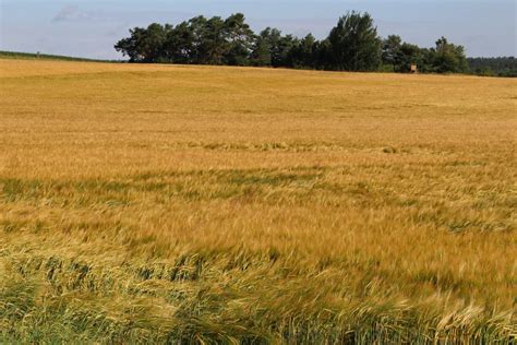 images landscape nature sand field wheat prairie desert