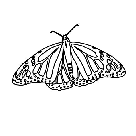 butterfly coloring page  animal place