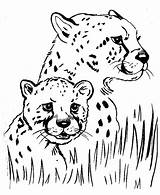 Cheetah Coloring Pages Baby Easy Grass Printable Mom Cub Drawing Print Animal Running Color Hide Under Sheets Coloring4free Draw Cubs sketch template