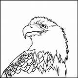 Eagle Coloring Bald Pages Outline Printable American Head Kids Color Drawing Sea Animals Sheet Print Clipart Flying Cliparts Welding Eagles sketch template