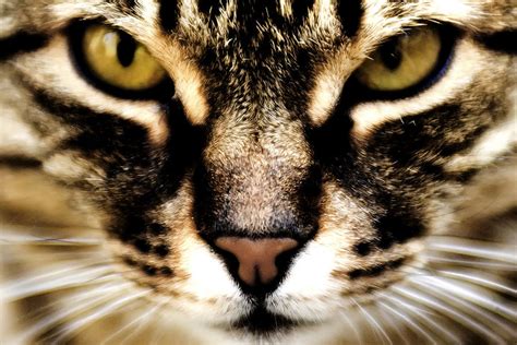 close up shot of a cat photograph by fabrizio troiani