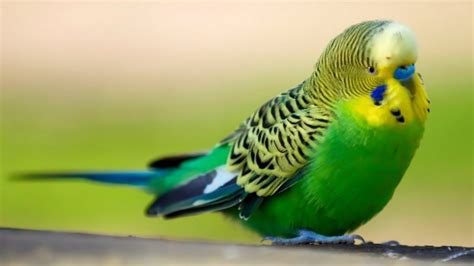 periquito australiano pesquisa google budgies budgies bird parakeet