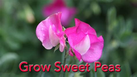 grow sweet peas  seed youtube