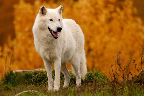 arctic wolf  canis lupus arctos