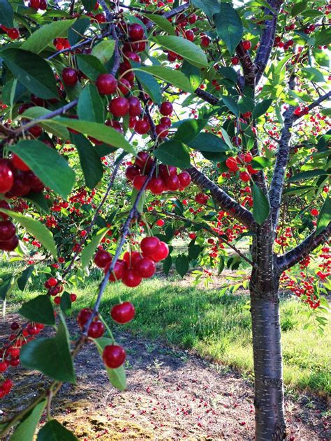 grow  care  fruiting cherry trees artofit