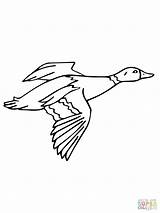 Duck Flying Coloring Wood Drawing Pages Mallard Drake Getdrawings Getcolorings sketch template