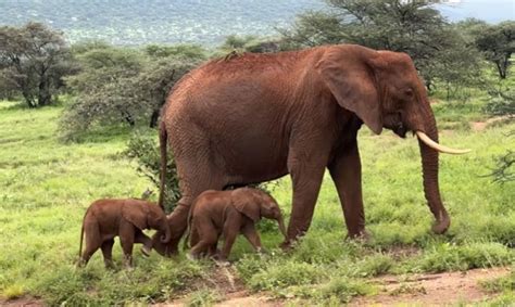 Double Joy Rare Elephant Twins Born In Kenya S Samburu National