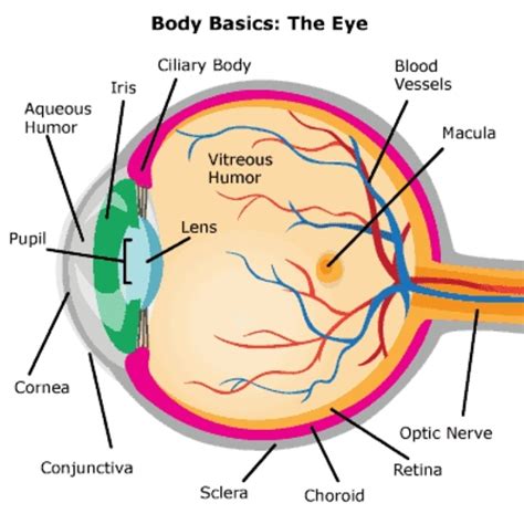 explain  function  human eye  diagram brainlyin