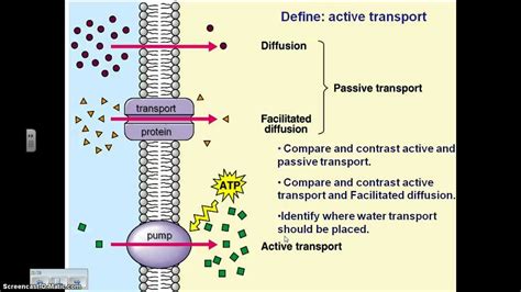 active transport youtube