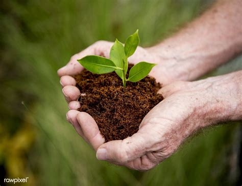 hands holding  pile  earth soil   growing plant premium image