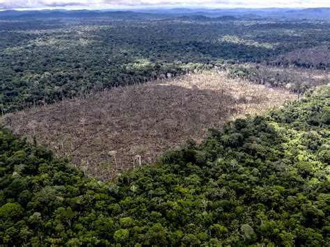 amazon rainforest  devastating impact  brazils pro deforestation