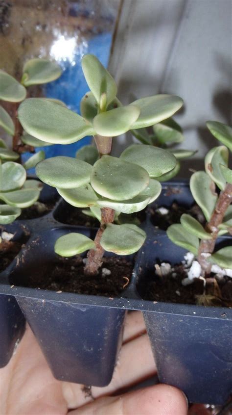 mini variegated leaf jade plant mtv