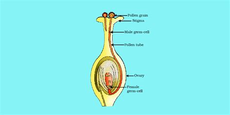 Sexual Reproduction In Flowering Plants Functions Of A