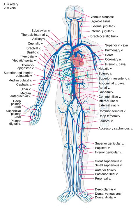 anatomy label major arteries  veins human circulatory system