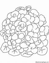 Bunch Nasturtium Flower Coloring sketch template