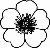 Clipart Poppy Coloring Clip Transparent Flower Flowers Colouring Book Line Webstockreview sketch template