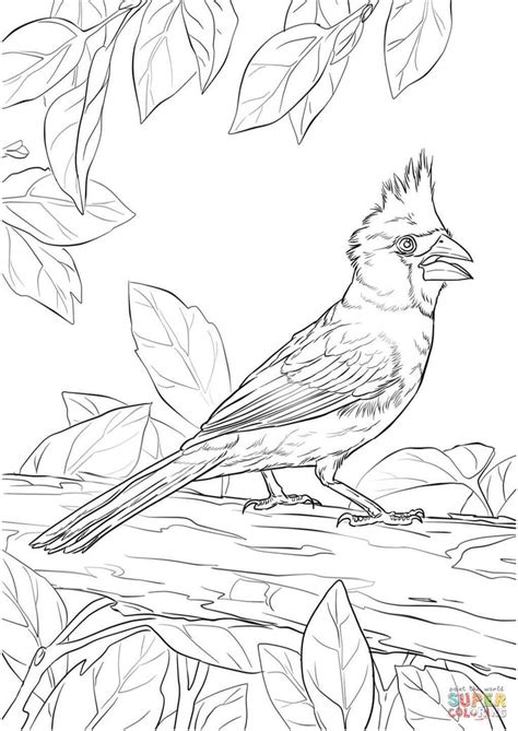 northern cardinal coloring page  printable coloring pages bird