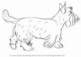 Draw Scottie Dog Dogs Drawing Step Tutorials sketch template
