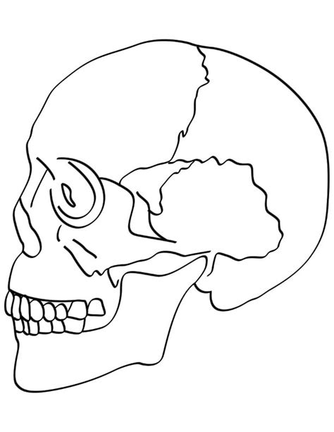 skull bones coloring pages   skull bones coloring pages