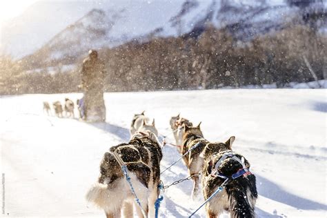 sled dogs pulling  sled  stocksy contributor studio marmellata