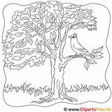 Baum Ausmalbild Ausmalbilder Malvorlage Malvorlagenkostenlos Herbst Malen Beste Bäume sketch template