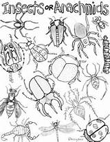 Worksheet Arachnid sketch template