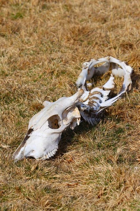 dead animal stock image image  closeup desolate bone