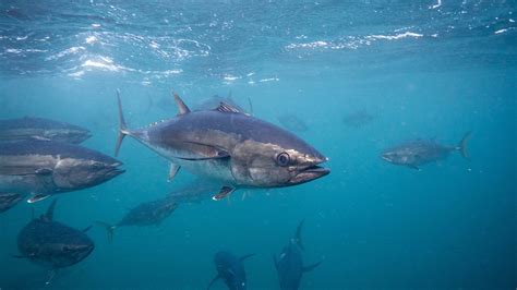 southern bluefin tuna great southern reef
