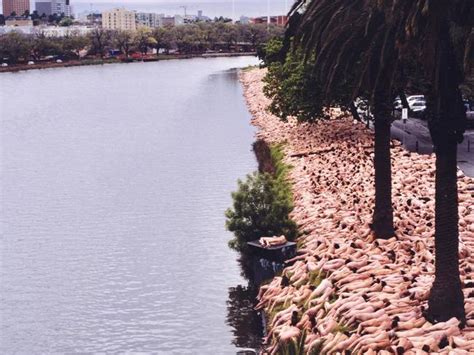 spencer tunick melbourne nude photo shoot blocked by woolworths