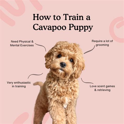 train  cavapoo puppy  ultimate guide zigzag puppy