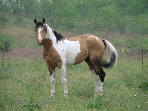 buckskin tobiano stallion jcsixgun flickr