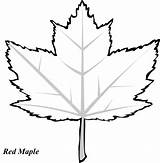 Coloring Leaf Leafs Clipartbest sketch template