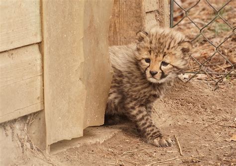 pasgeboren vijfling jachtluipaardjes voor het eerst naar buiten nvd dierentuinen
