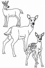 Deer Coloring Pages Tailed Template Kids Printable Color Print Whitetail Family Animal Animals Reindeer Head Mule Templates Sheets Stag Sketch sketch template